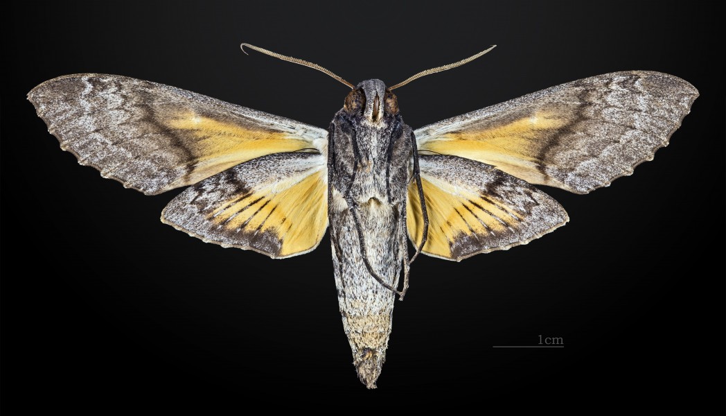 Isognathus caricae MHNT CUT 2010 0 30 Colombia ventral