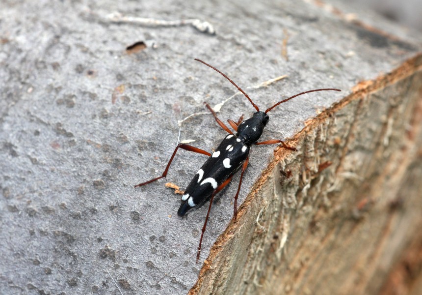 Isotomus speciosus - 2