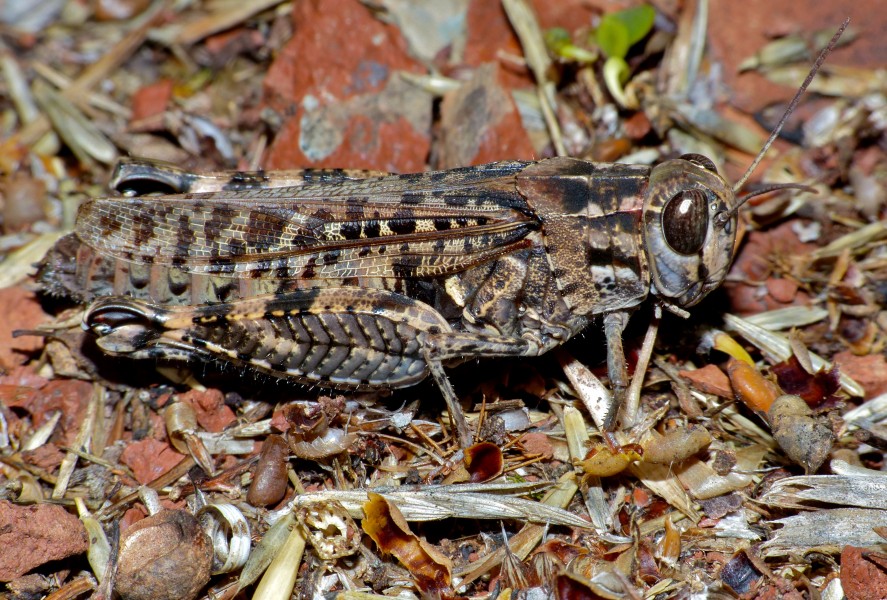 Italian Locust (Calliptamus italicus) (10443411235)
