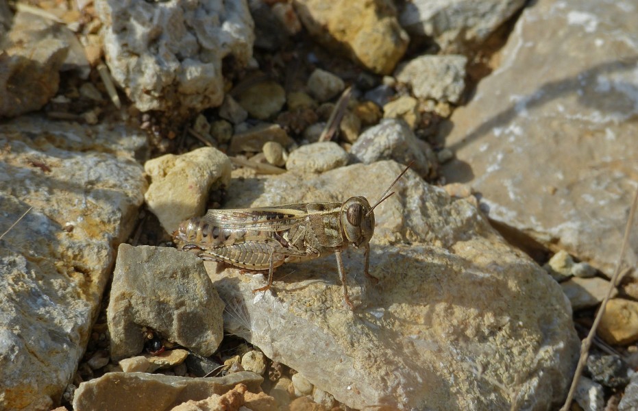 Italian Locust (Calliptamus italicus) (9737403517)