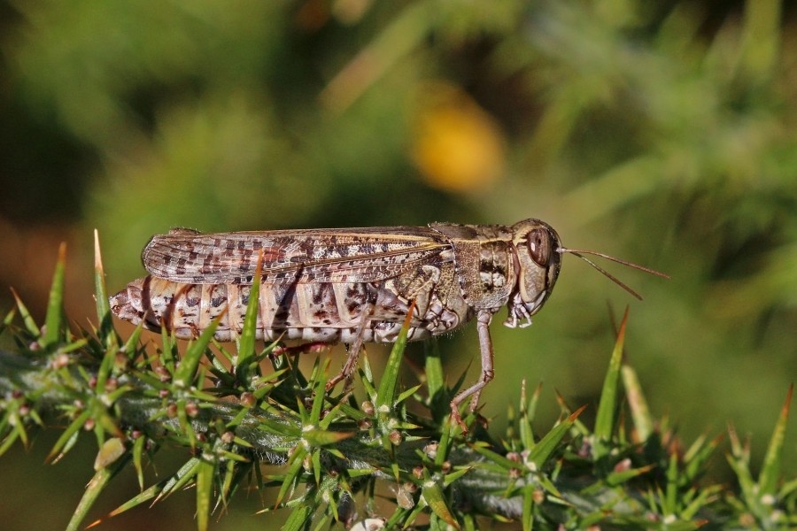 Italian locust (Calliptamus italicus) female