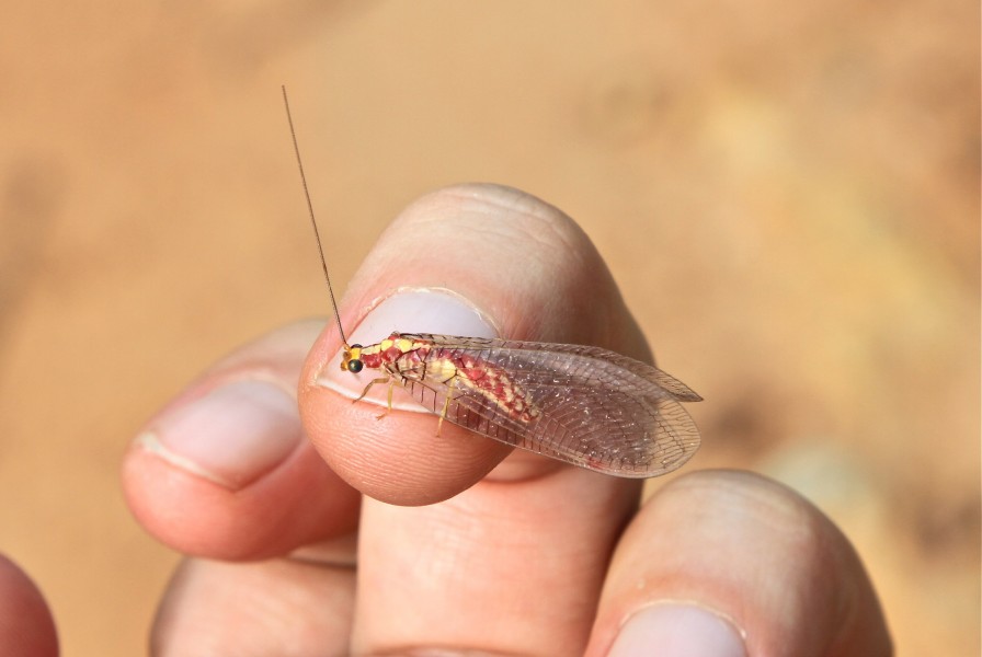 Italochrysa sp. ? (Chrysopidae) (6929295617)
