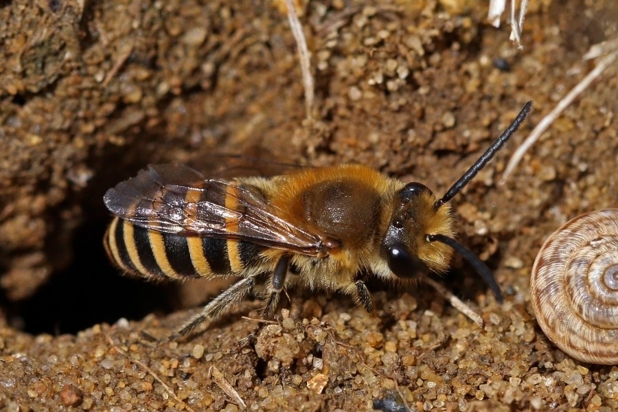 Ivy bee (Colletes hederae) male
