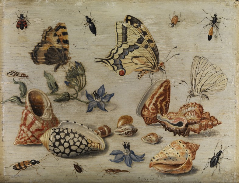 Jan van Kessel de Oude - Schelpen, vlinders, bloemen - etc