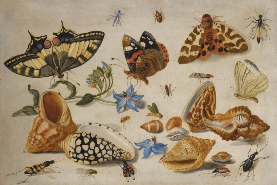 Jan van Kessel de Oude - Vlinders en andere insecten, mosselen, slakken - etc