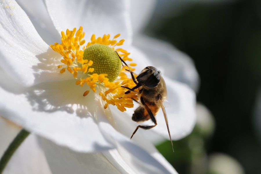 Japanische Herbst Anemone, Anemone hupehensis var japonica 4