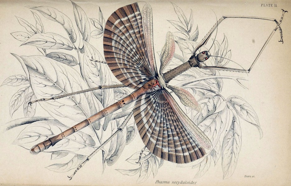 Jardine Naturalist's library Entomology Plate 11