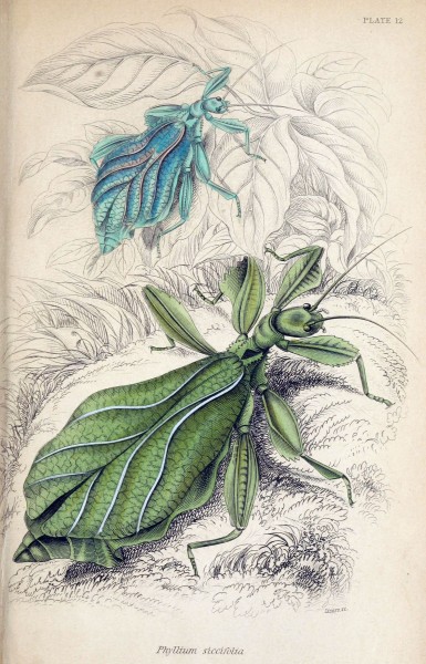 Jardine Naturalist's library Entomology Plate 12