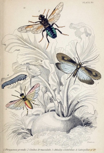 Jardine Naturalist's library Entomology Plate 30