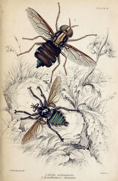 Jardine Naturalist's library Entomology Plate 35