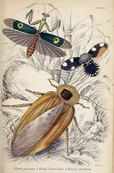 Jardine Naturalist's library Entomology Plate 7