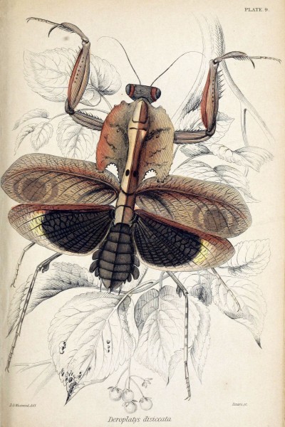 Jardine Naturalist's library Entomology Plate 9