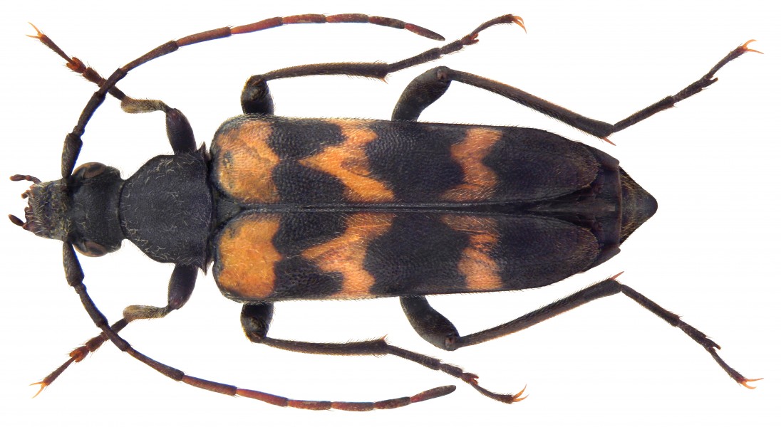 Judolia sexmaculata (Linné, 1758) (4606504959) (2)