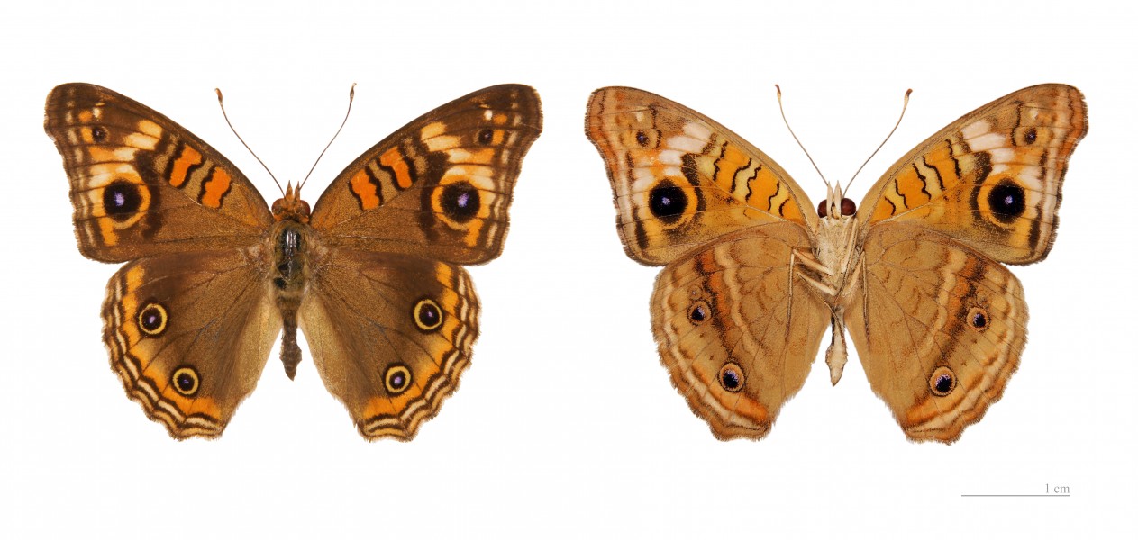 Junonia evarete evarete MHNT