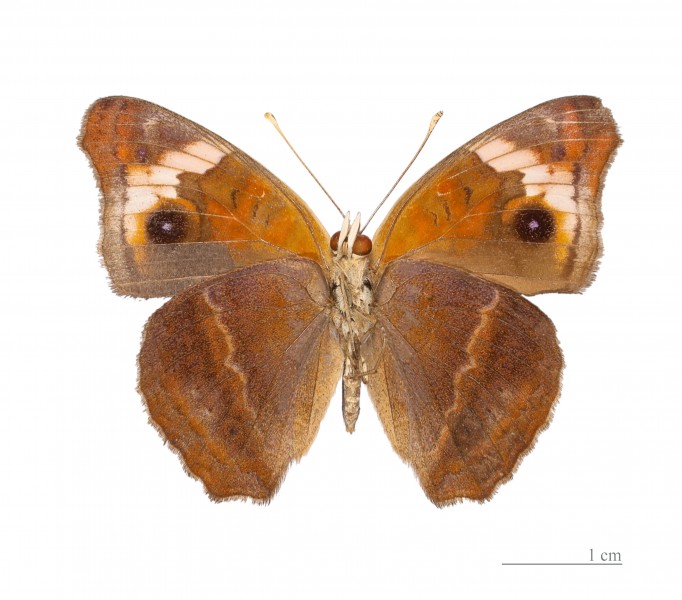 Junonia genoveva genoveva MHNT ventre