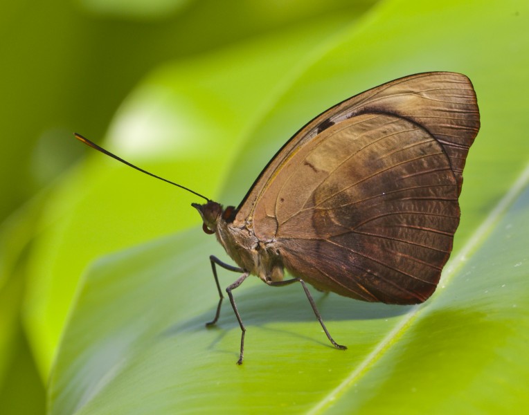 Junonia iphita, Jardín Botánico de Múnich, Alemania, 2013-01-27, DD 01