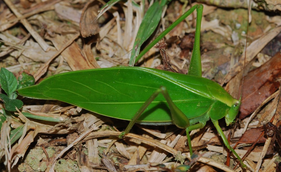 Katydid (Tettigoniidae) (8682862841)