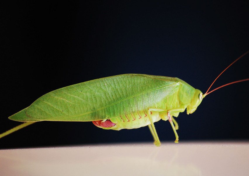 Katydid kerala