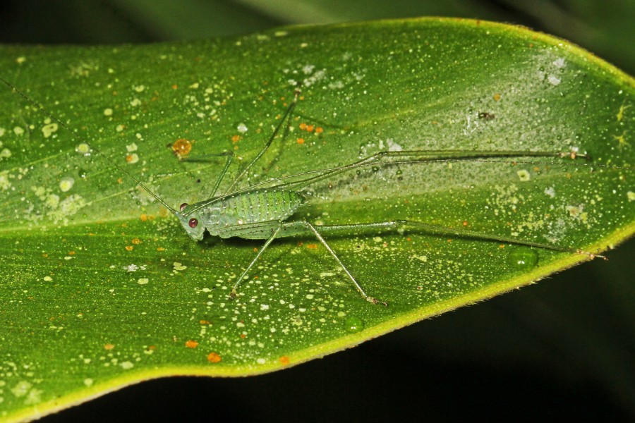Katydid nymph - Microcentrum species(?), Caves Branch Jungle Lodge, Belmopan, Belize