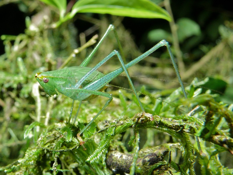 Katydid Nymph (Tettigoniidae) (7863981094)