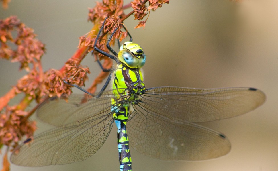 Kevin.wailes - Dragonfly (by)