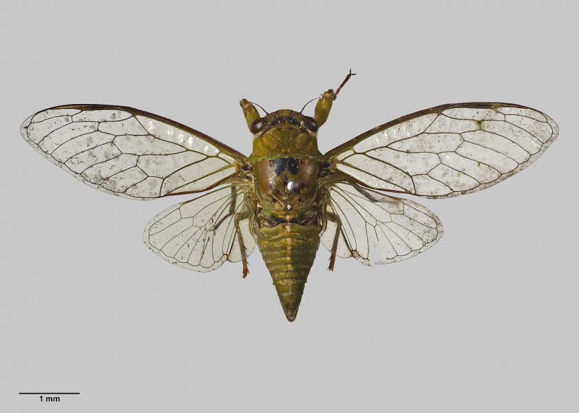 Kikihia ochrina (Walker, 1858) AMNZ21946
