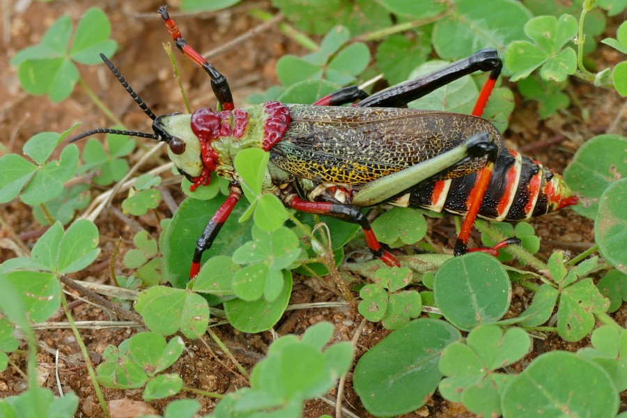 Koppie Foam Grasshopper (Dictyophorus spumans pulchra) (16478475457)