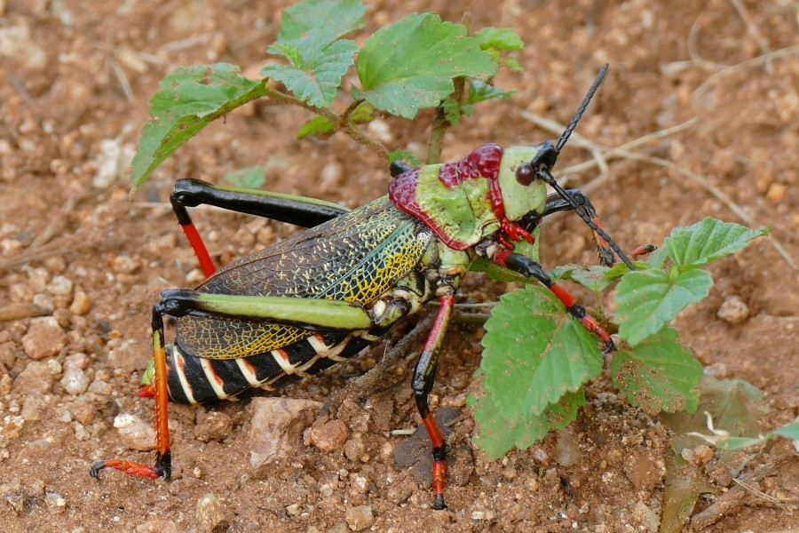 Koppie Foam Grasshopper (Dictyophorus spumans pulchra) (16499545179)