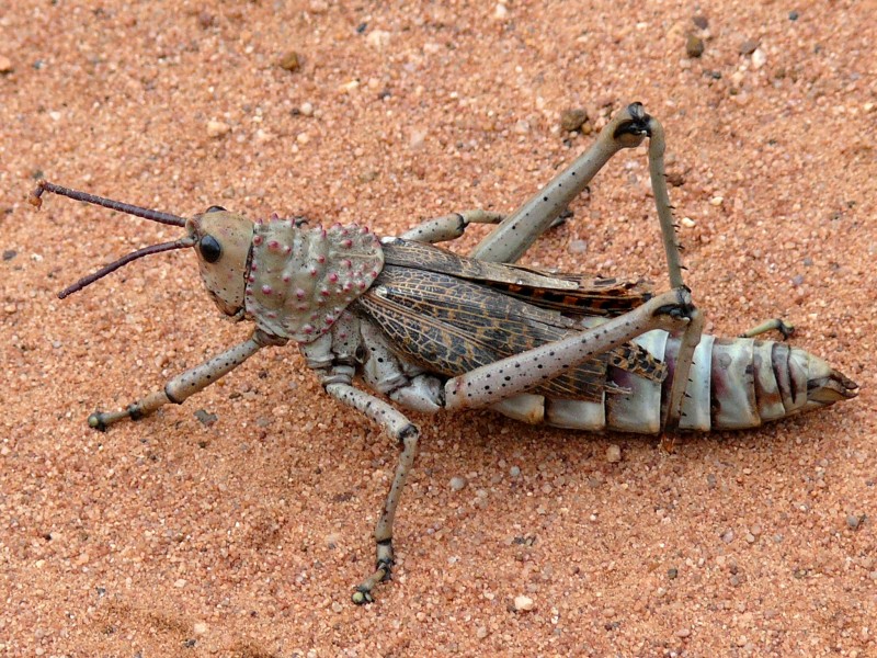 Koppie Foam Grasshopper (Dyctiophorus spumans) (6045637803)