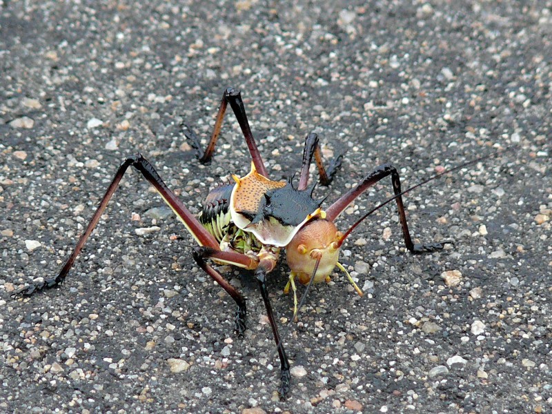 Koringkriek (Acanthoplus discoidalis) (6046810436)