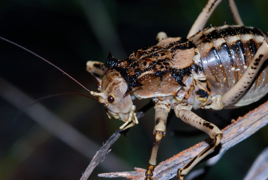 Koringkriek (Acanthoproctus cervinus) (6880771012)