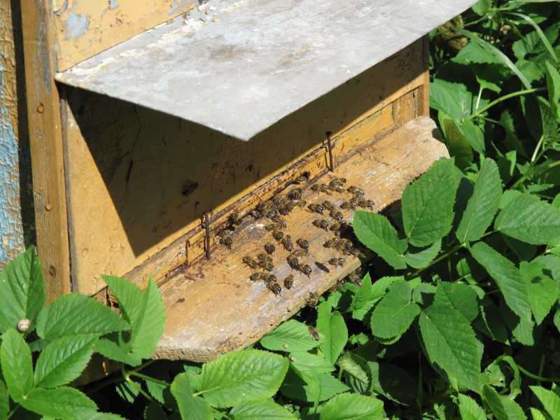 Krolewo Bienen Bees 1