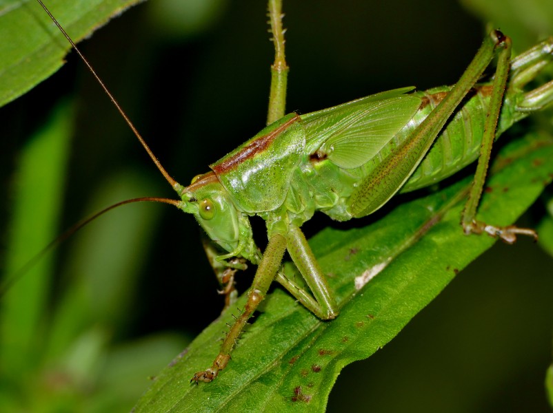 Kurzflügelige Schwertschrecke - Conocephalus dorsalis (19305129666)