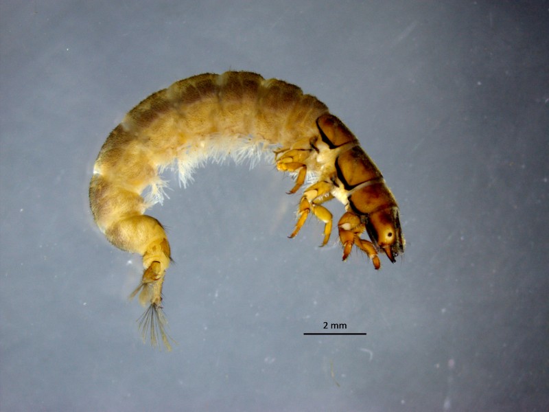 L1 Bresnička reka 2 Hydropsyche