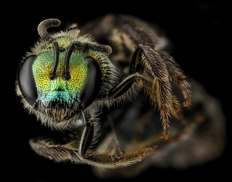 L havanense, F, face, Dominican Republic 2012-12-11-14.59.44 ZS PMax (8344667752)