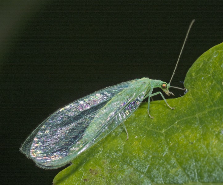 Lacewing, Chrysoperla carnea (19746426680)