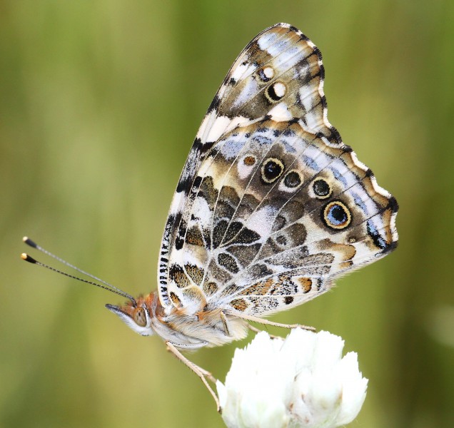 LADY, PAINTED (Vanessa Cardui) (9-6-12) pena blanca lake, scc, az -01 (7945122826)