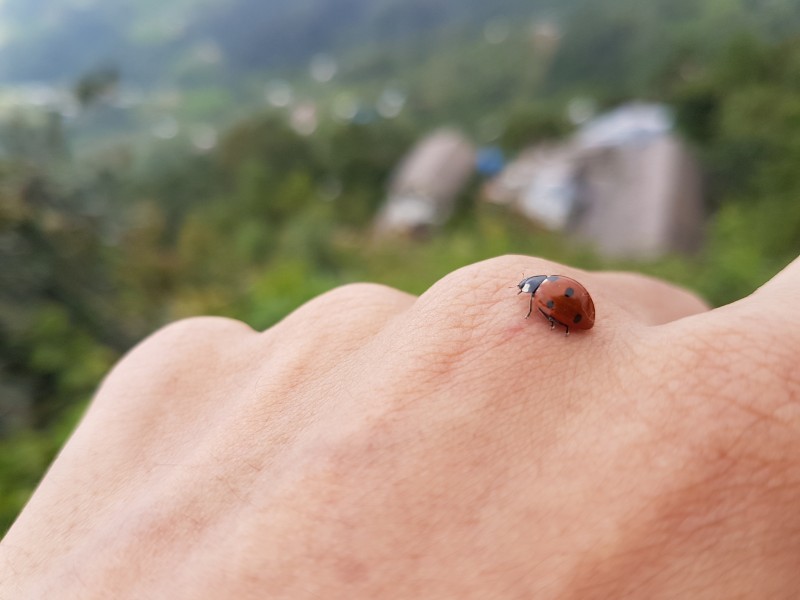 Lady bugs20170820 103642