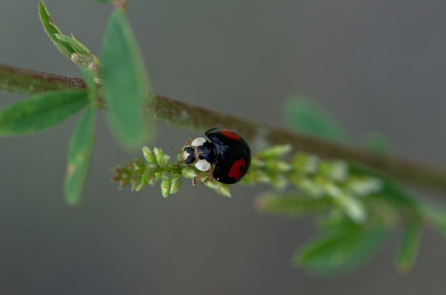 Ladybird (35748768010)