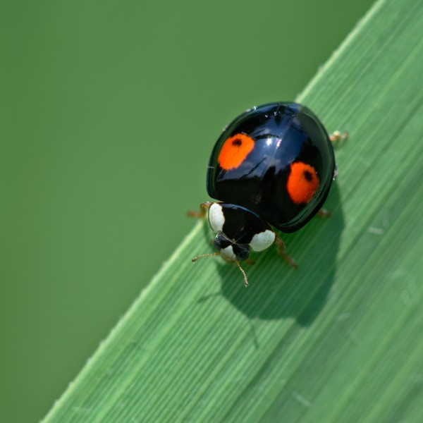 Ladybird (35943015942)