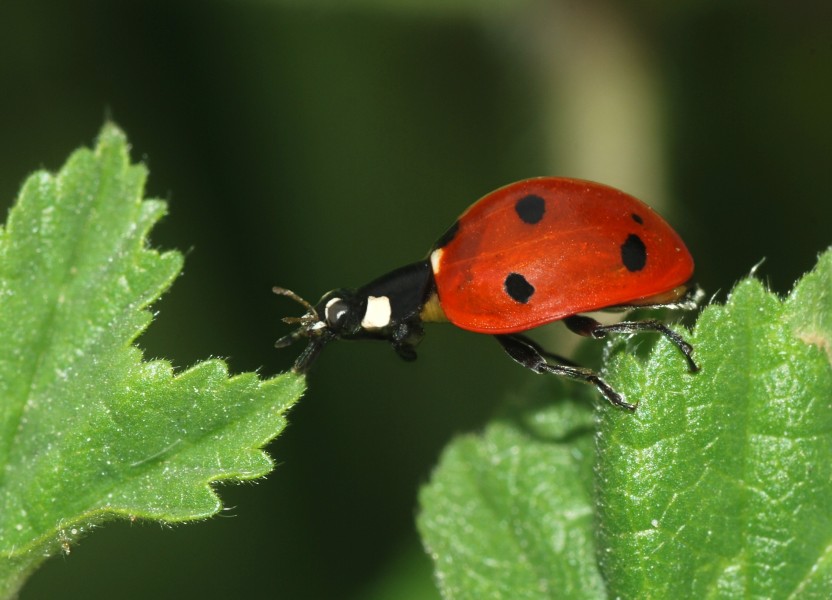 Ladybird April 2008-1