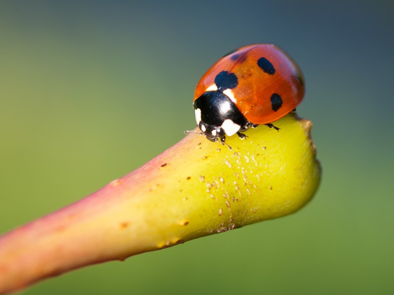 Ladybird on Stalk