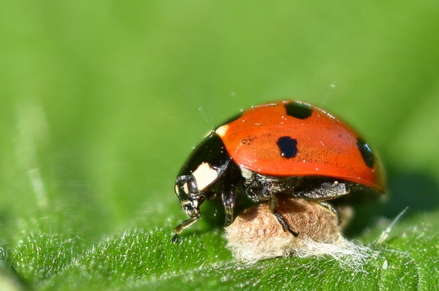 Ladybird with a parasitoid cocoon (7211917770)