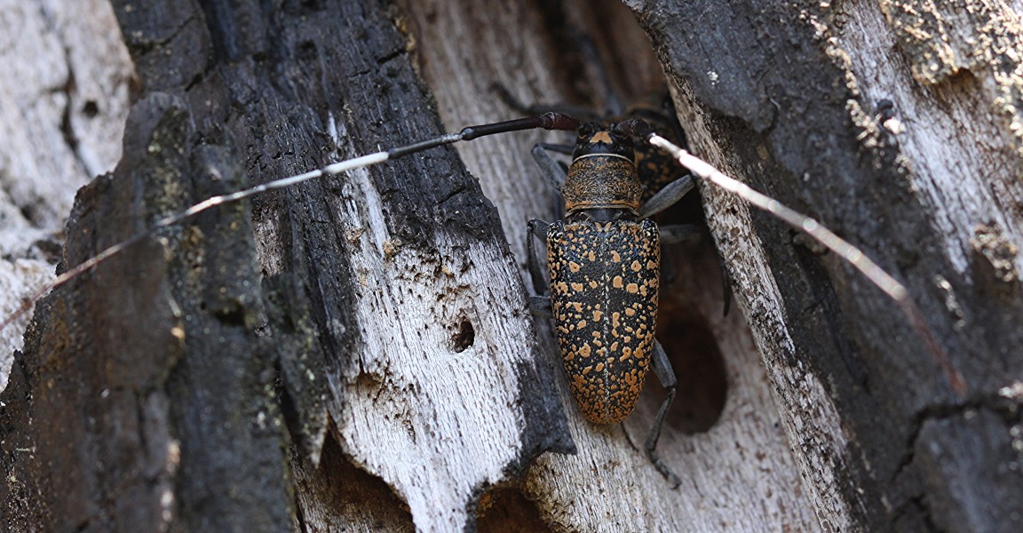 Lamiinae (Cermbycidae) - longhorn beetle (8266662257)