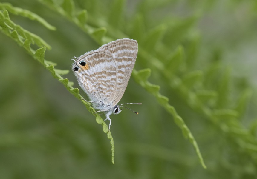 Lampides boeticus - Long tailed blue 01-2