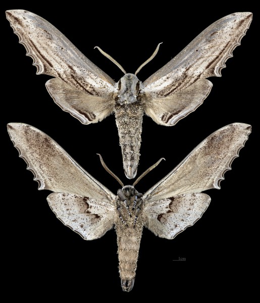 Langia zenzeroides formosana MHNT CUT 2010 0 239 male Wushae Taiwan