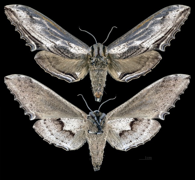 Langia zenzeroides formosana MHNT CUT 2010 0 74 femelle Wushae Taiwan