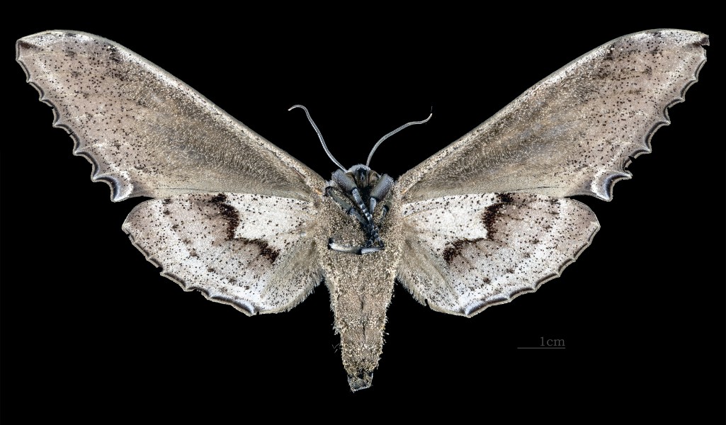 Langia zenzeroides formosana MHNT CUT 2010 0 74 femelle Wushae Taiwan ventral