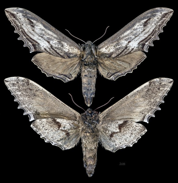 Langia zenzeroides nawai MHNT CUT 2010 0 207 Japan female