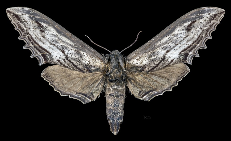 Langia zenzeroides nawai MHNT CUT 2010 0 207 Japan female dorsal